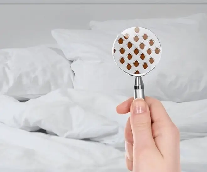 Invasion de punaises de lit dans les hôtels et air bnb.